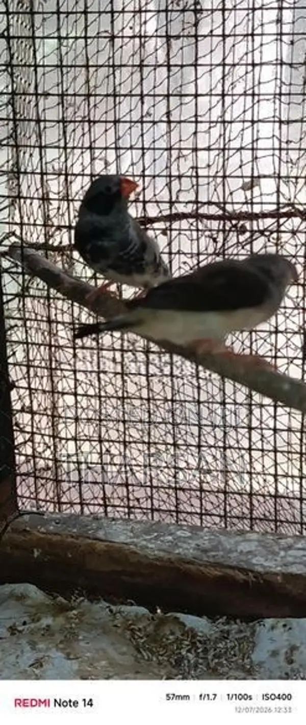 Finches Breeding Pair 2 Chicks