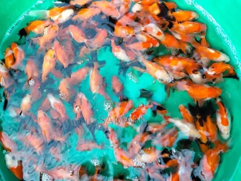Orenda Gold Fish