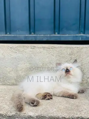 Persian Cat