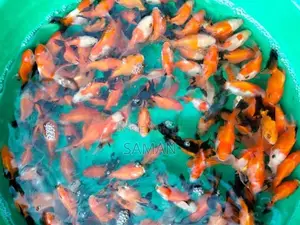 Orenda Gold Fish
