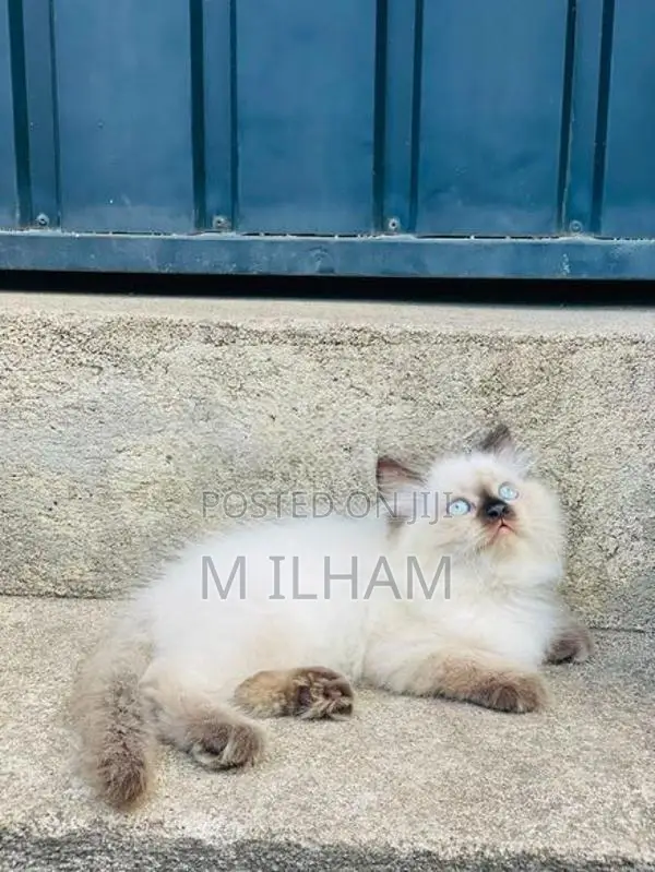 Persian Cat