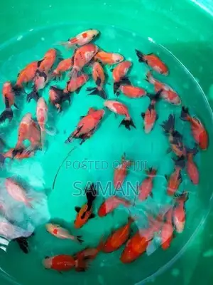 Orenda Gold Fish