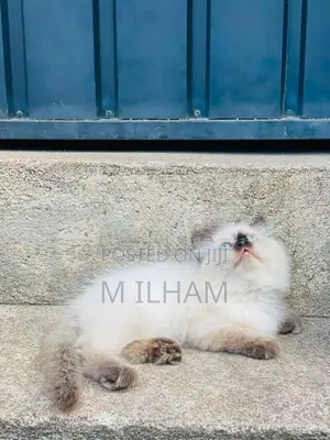 Persian Cat