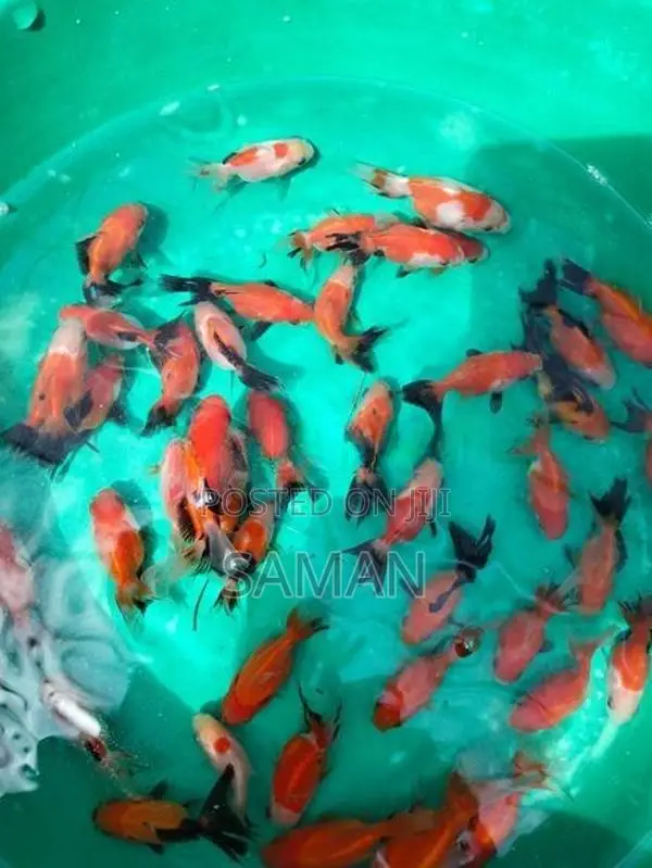 Orenda Gold Fish