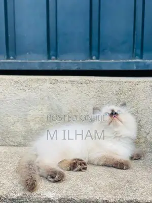 Persian Cat