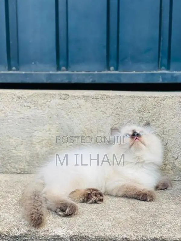 Persian Cat