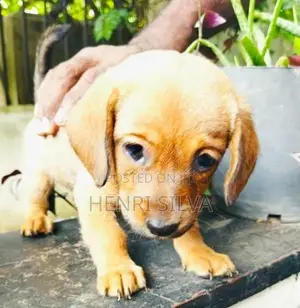 Dachshunds Puppies