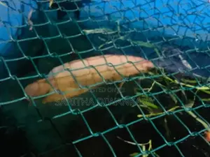 Gourami Fish
