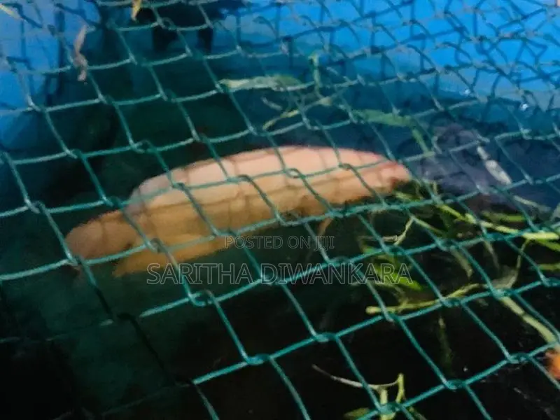 Gourami Fish