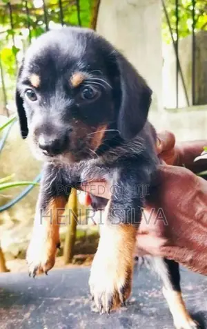 Dachshunds Puppies