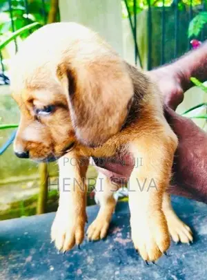 Dachshunds Puppies