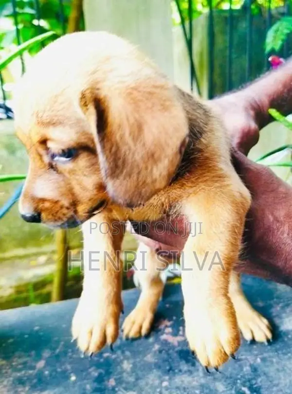 Dachshunds Puppies