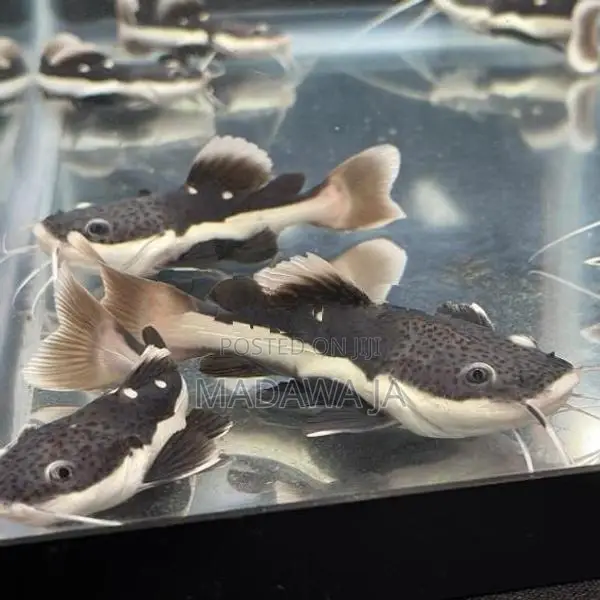 Redtail catfish