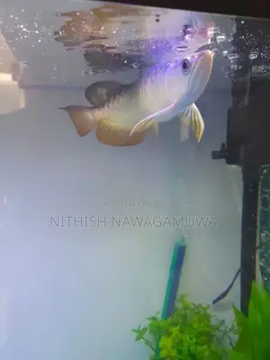 Premium High Back Golden Arawana