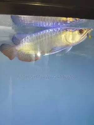 Premium High Back Golden Arawana