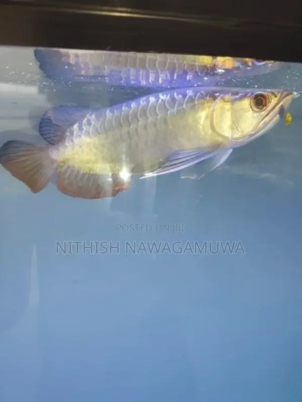 Premium High Back Golden Arawana