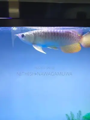 Premium High Back Golden Arawana