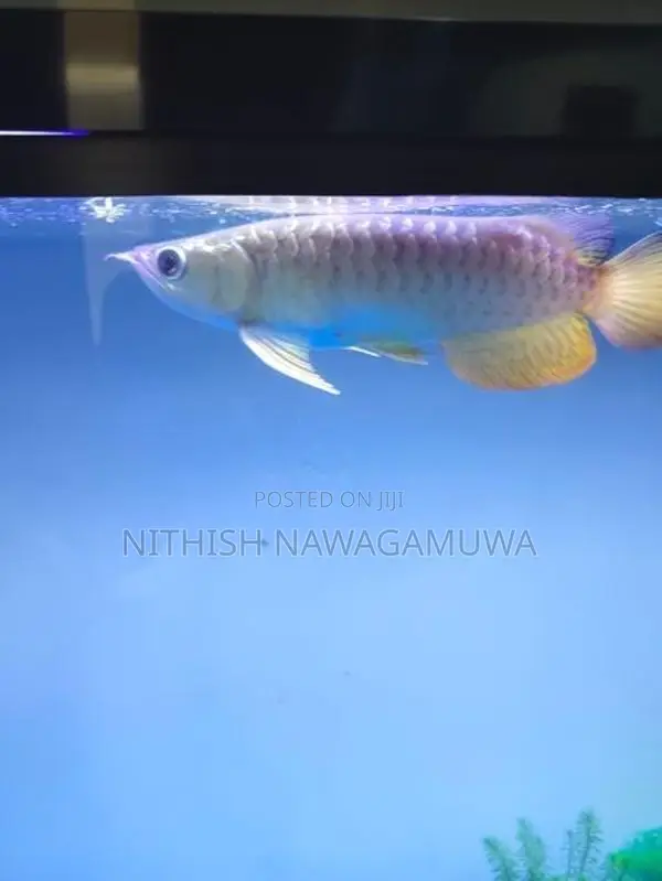 Premium High Back Golden Arawana