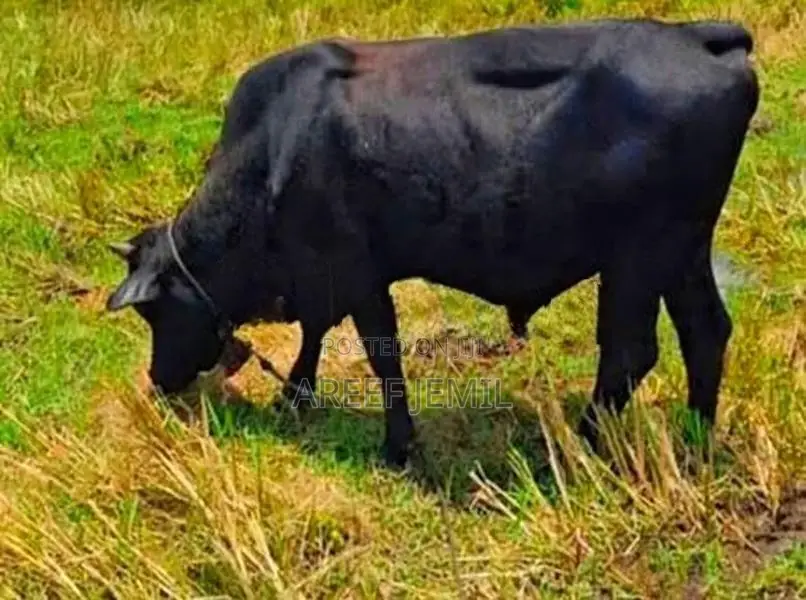 Healthy Cow