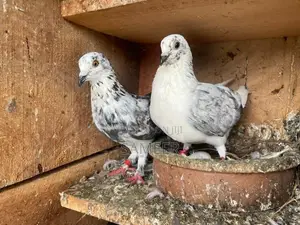 Pigeons