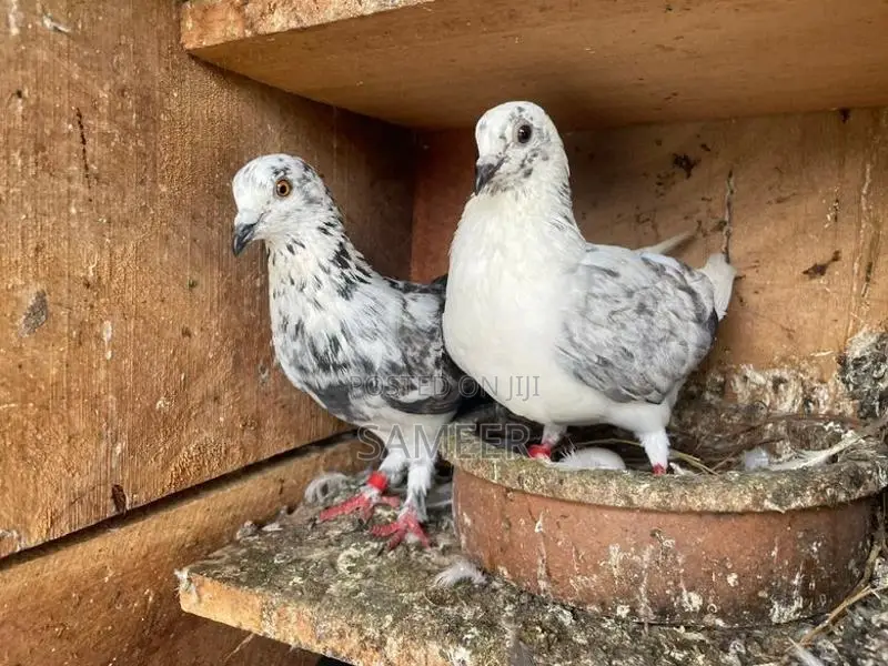 Pigeons
