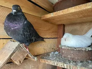 Pigeons