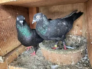 Pigeons