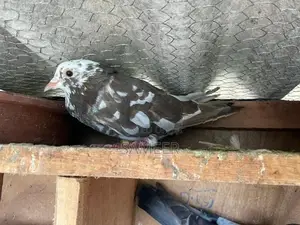 Pigeons