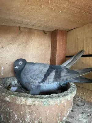 Pigeons