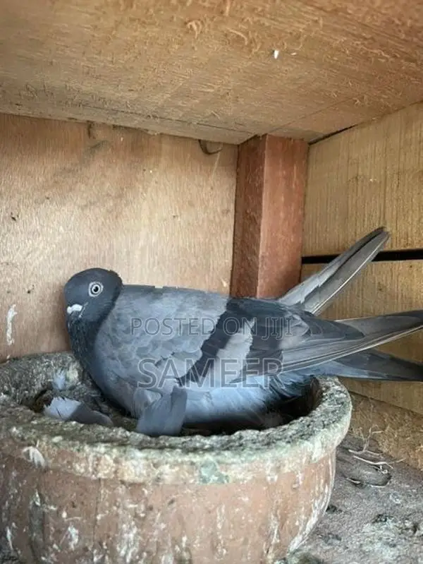 Pigeons