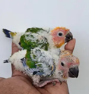 Sun Conure Chicks