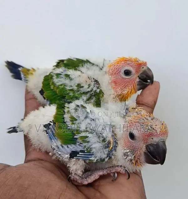Sun Conure Chicks