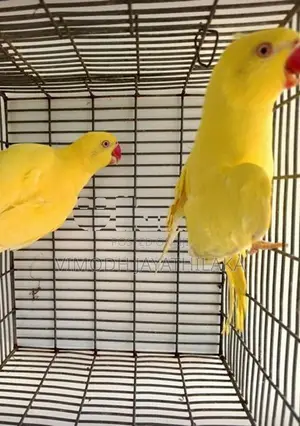 Yellow Parrot