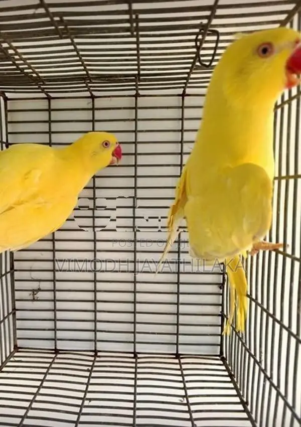 Yellow Parrot
