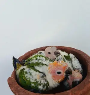 Sun Conure Chicks