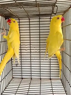 Yellow Parrot