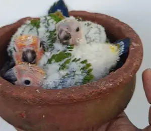 Sun Conure Chicks