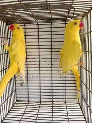 Yellow Parrot
