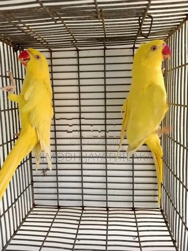 Yellow Parrot