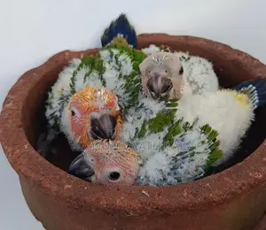 Sun Conure Chicks