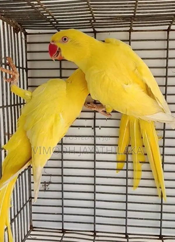 Yellow Parrot
