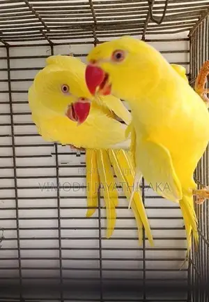 Yellow Parrot