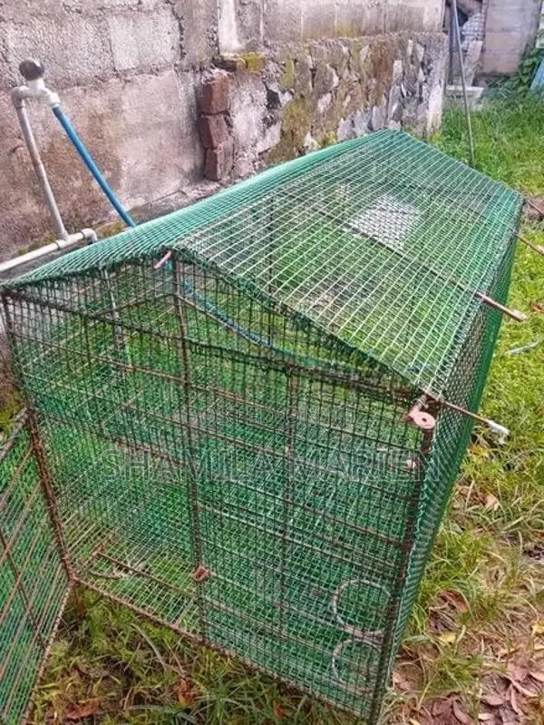 Finches Bird Cage