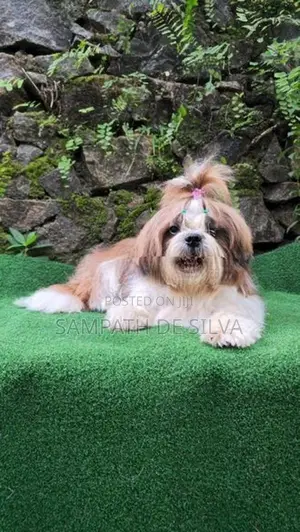 Shih Tzu Male Puppy