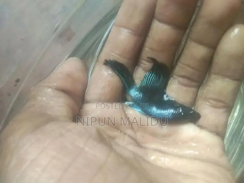 Betta Fish
