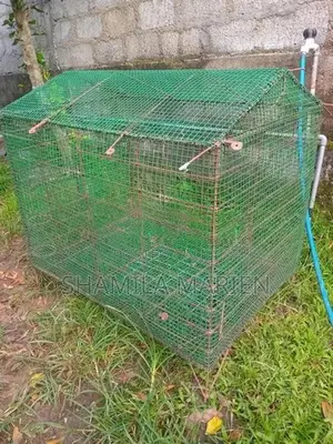 Finches Bird Cage