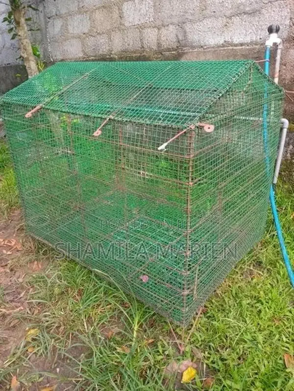 Finches Bird Cage