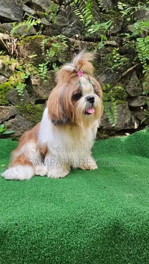 Shih Tzu Male Puppy