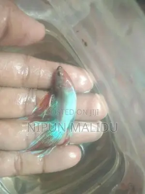 Betta Fish