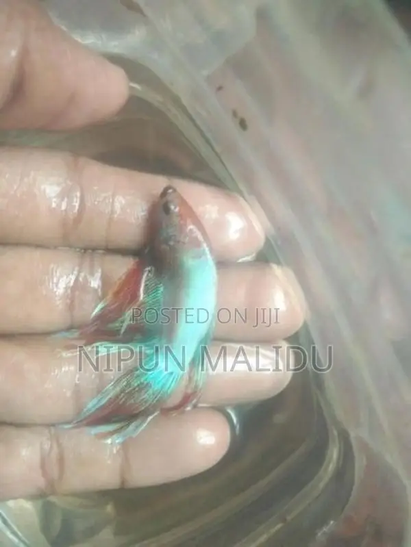 Betta Fish